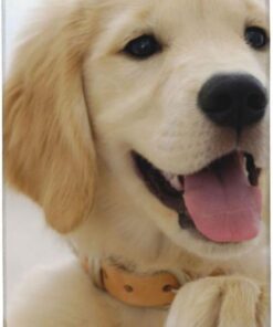 BAFAFA Golden Retriever Handtücher mit Welpen-Motiv, bedruckt, Mikrofaser, sehr saugfähig, Handtücher, weiche Gesichtstücher, Waschlappen für Badezimmer und Fitnessstudio