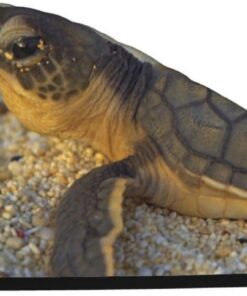 Xzeit Baby Schildkröte Haar Handtuch Korallen Samt Trockenes Haar Caps Schnell Trockenes Haar Bad Dusche Kappe Super Saugfähige Haartücher für nasses Haar Langes Dickes Lockiges Haar