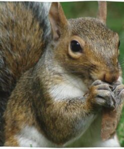 Eichhörnchen bedrucktes Handtuch, weiches Waschlappen, Make-up-Entferner, Waschwäsche, sehr saugfähig, schnell trocknende Gesichtsreinigungstücher