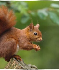 Eichhörnchen Tier bedrucktes Handtuch, weiches Waschlappen, Make-up-Entferner, Waschwäsche, sehr saugfähig, schnell trocknende Gesichtsreinigungstücher